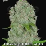 Orange Sherbet (Autoflower) - Fast Buds