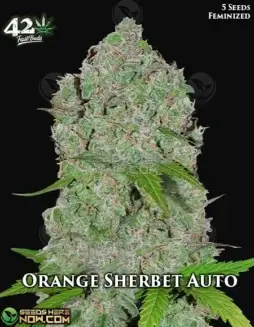 Orange Sherbet Auto cannabis seeds by Fast Buds featuring citrus and earthy notes