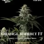Orange Sherbet FF (Feminized) - Fast Buds