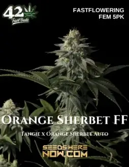 Orange Sherbet FF (space) Feminized Cannabis Seeds by Fast Buds featuring citrus and earthy tones