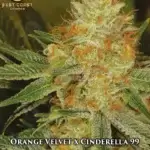Orange Velvet x Cinderella 99 (Regular) - Best Coast Genetics