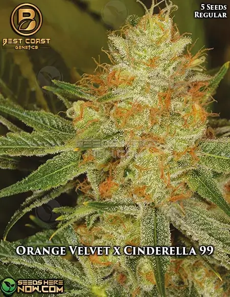 Orange Velvet x Cinderella 99 Cannabis Seeds packet by Best Coast Genetics