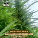 Orange Zest (Feminized) - Flashback Seeds