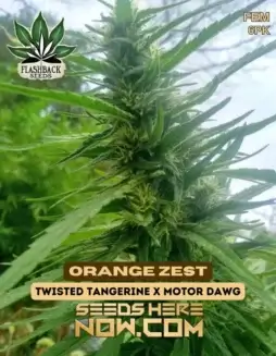Orange Zest Feminized Cannabis Seeds by Flashback Seeds featuring Twisted Tangerine and Motor Dawg lineage