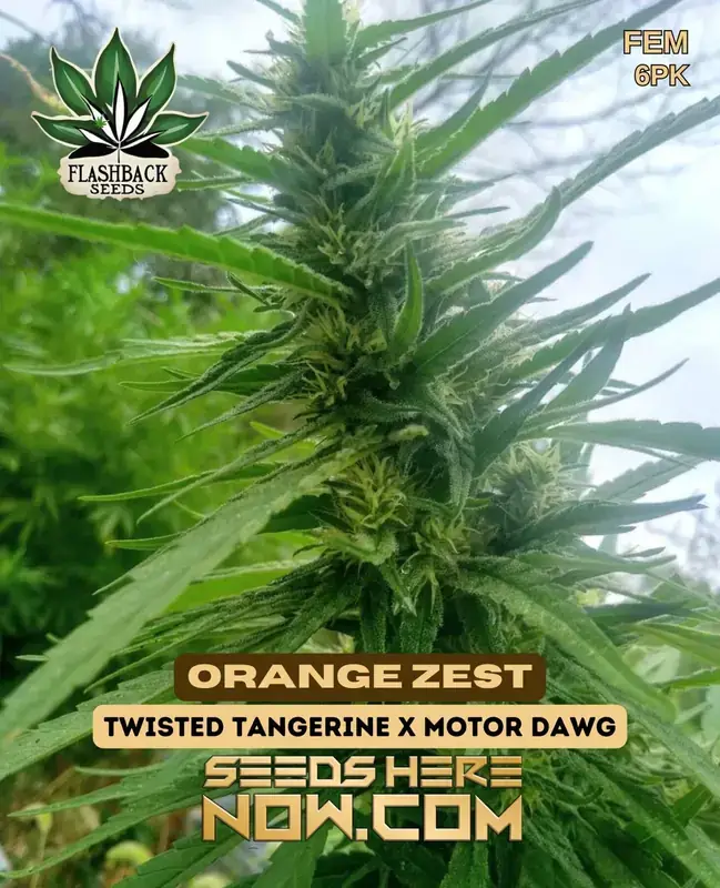 Orange Zest Feminized Cannabis Seeds by Flashback Seeds featuring Twisted Tangerine and Motor Dawg lineage