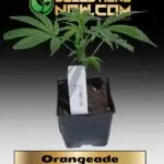 Orangeade Clones - ACC