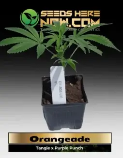 Orangeade Clones featuring Tangie and Purple Punch genetics, producing trichome(space)coated buds with citrus aroma