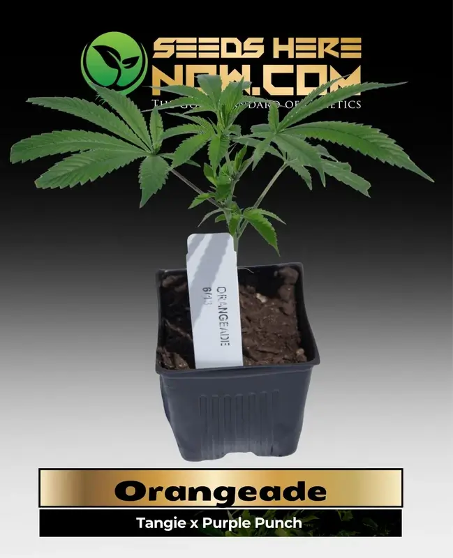 Orangeade Clones featuring Tangie and Purple Punch genetics, producing trichome-coated buds with citrus aroma