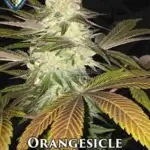 Orangesicle Bonus Pack (Feminized) - T.H. Seeds