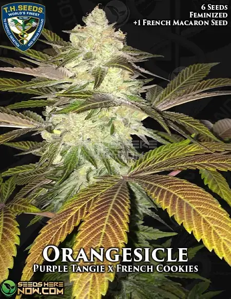 Orangesicle Bonus Pack Feminized Cannabis Seeds by T.H. Seeds featuring Purple Tangie and French Cookies genetics