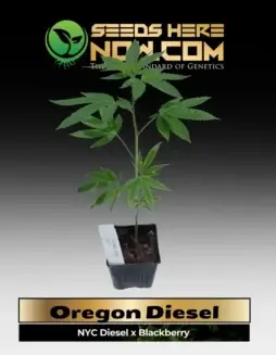 Oregon Diesel Clones with vibrant green leaves and dense buds
