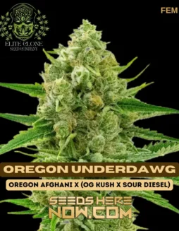 Close(space)up of Oregon Underdawg S1 feminized cannabis seeds, Indica(space)dominant hybrid with high THC