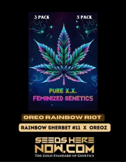 Oreo Rainbow Riot cannabis seeds, Indica(space)dominant hybrid with THC 28(space)32%, by Pure XX