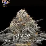 Oreoz S1 (Feminized) - Dr. Blaze
