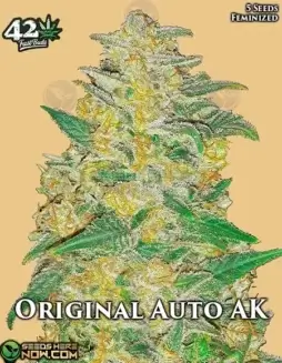 Original AK Auto Cannabis Seeds (space) Indica Dominant Hybrid by Fast Buds