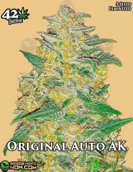 Original AK Auto Cannabis Seeds - Indica Dominant Hybrid by Fast Buds
