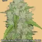 Original Amnesia Haze (Autoflower) - Fast Buds