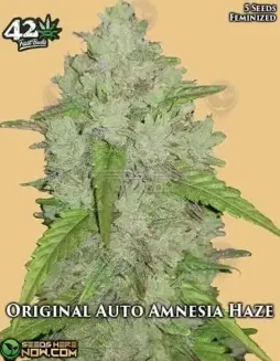 Original Amnesia Haze Auto seeds featuring citrus, pine, and sweet aroma by Fast Buds