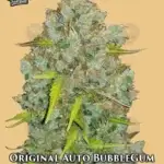 Original Auto BubbleGum (Autoflower) - Fast Buds