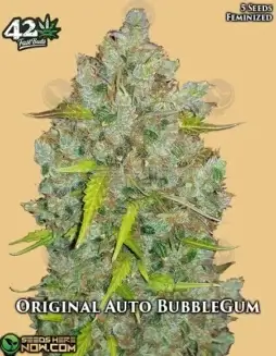 Original Auto BubbleGum (Autoflower) (space) Fast BudsOriginal Auto BubbleGum Cannabis Seeds (space) Sweet, Fruity Bubblegum Flavor
