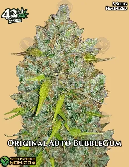 Original Auto BubbleGum Cannabis Seeds - Sweet, Fruity Bubblegum Flavor