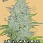Original Auto Cheese (Autoflower) - Fast Buds