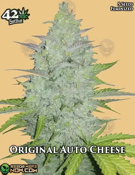 Pack of Original Auto Cheese Autoflower Cannabis Seeds by Fast Buds