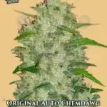 Original Auto Chemdawg (Autoflower) - Fast Buds