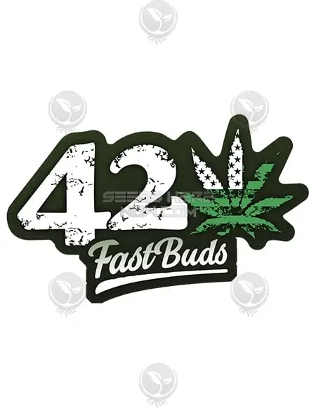 Close-up of Original Auto Critical cannabis seeds from Fast Buds