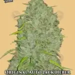 Original Auto Jack Herer (Autoflower) - Fast Buds