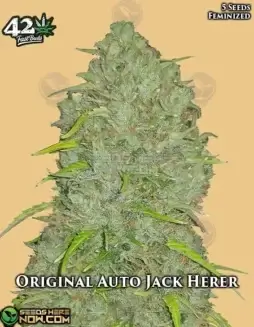 Original Auto Jack Herer Autoflower Cannabis Seeds, 20(space)25% THC, Sativa Dominant