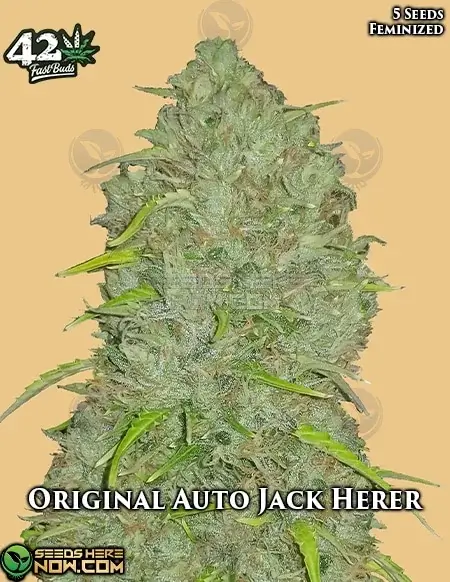 Buy Original Auto Jack Herer Autoflower Seeds - High THC