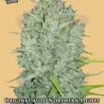 Original Auto Northern Lights (Autoflower) - Fast Buds