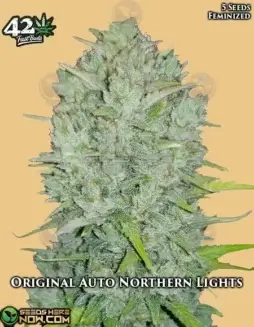 Original Auto Northern Lights autoflowering cannabis seeds in packaging