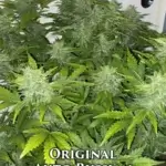 Original Auto Russian (Autoflower) - Fast Buds