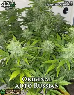 Original Auto Russian cannabis seeds by Fast Buds, showcasing buds and packaging