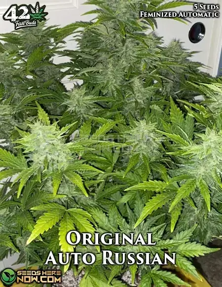 Original Auto Russian cannabis seeds by Fast Buds, showcasing buds and packaging