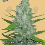 Original Auto Sour Diesel (Autoflower) - Fast Buds