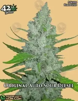 Original Auto Sour Diesel Cannabis Seeds (space) High THC Sativa Dominant Hybrid