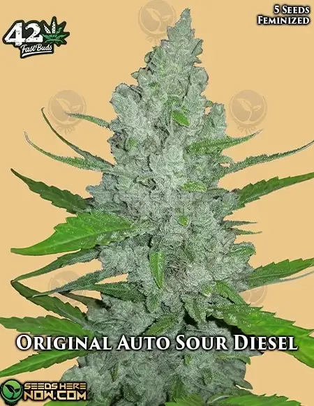 Original Auto Sour Diesel Cannabis Seeds - High THC Sativa Dominant Hybrid