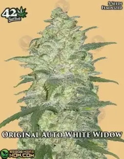 Original Auto White Widow Autoflower Cannabis Seeds by Fast Buds