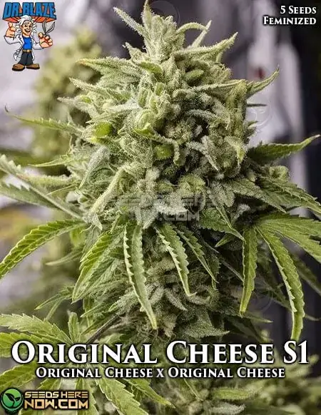 Pack of Original Cheese S1 Feminized Seeds - Hybrid Cannabis by Dr. Blaze