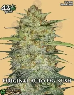 Original OG Kush Auto Cannabis Seeds (space) High THC Autoflower Strain
