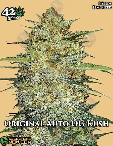 Original OG Kush Auto Cannabis Seeds - High THC Autoflower Strain