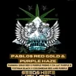 Pablos Red Gold & Purple Haze (Regular) - Snow High Seeds