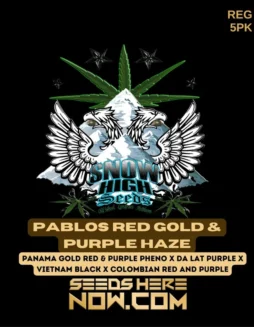 Pack of Pablos Red Gold & Purple Haze regular cannabis seeds by Snow High Seeds