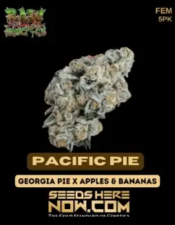 Pacific Pie feminized cannabis seeds by Raw Genetics, featuring berry and citrus flavors with a THC range of 25(space)30%