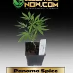 Panama Spice Clones - ACC
