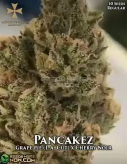 Pancakez Regular Seeds (space) Grape Pie x Cherry Noir Hybrid by Aficionado Seeds