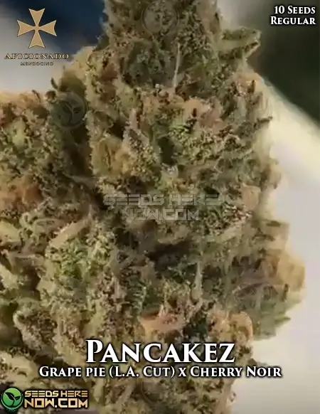 Pancakez Regular Seeds - Grape Pie x Cherry Noir Hybrid by Aficionado Seeds